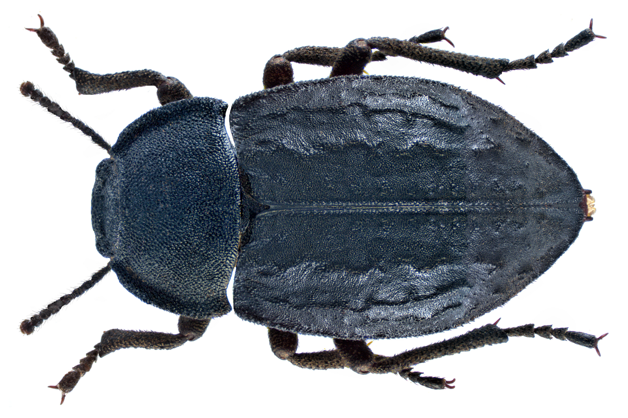 Asida